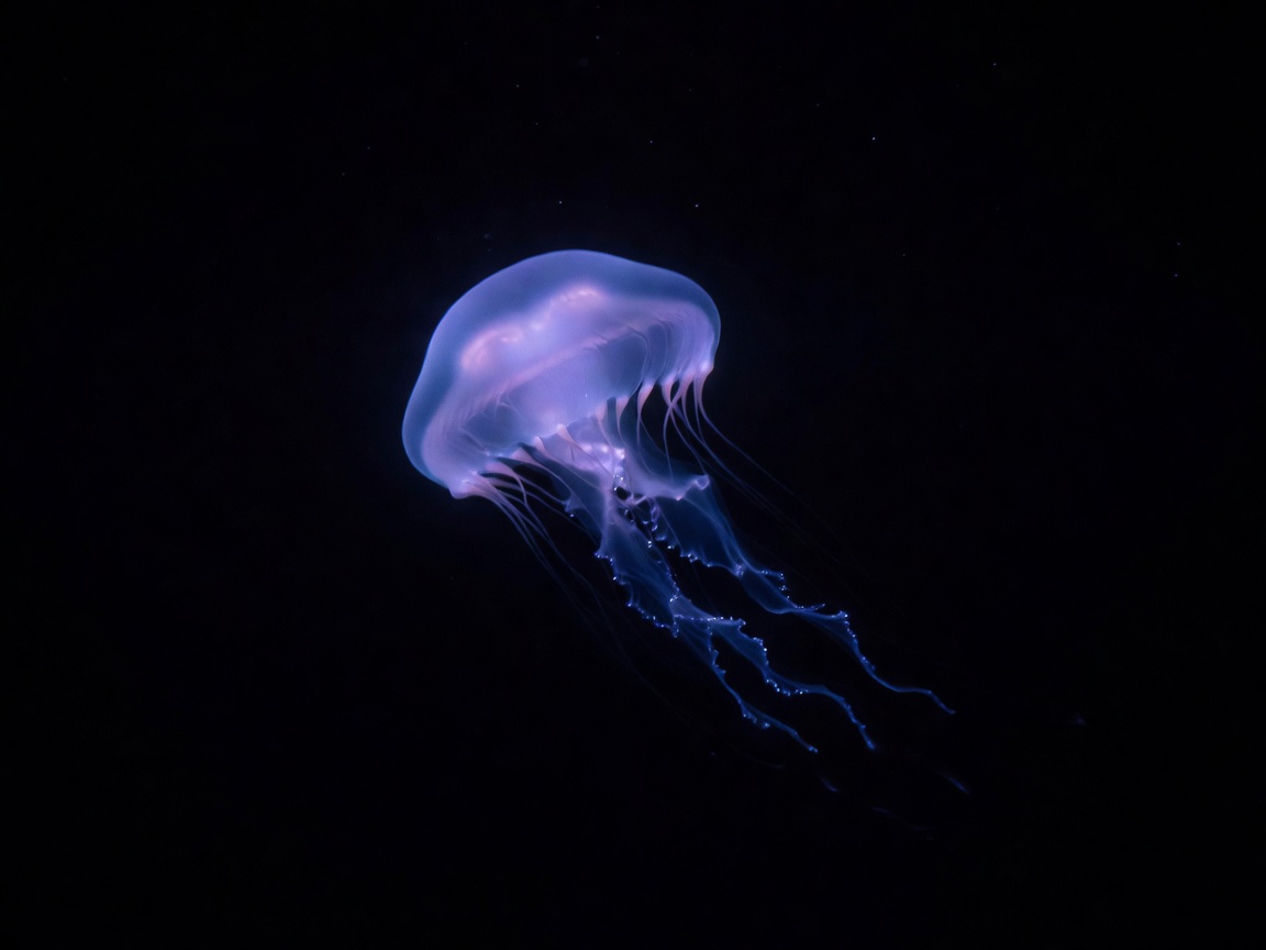Giant Phantom Jellyfish with glowing bell floating in dark ocean abyss