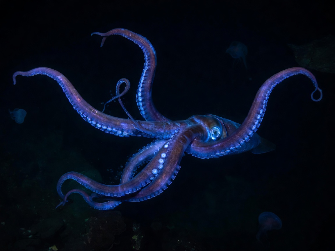 Deep sea giant squid tentacles glowing in dark oceanic water